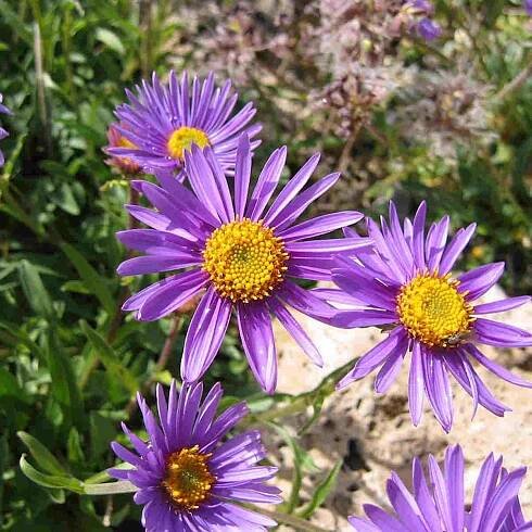 Asters (Aster spp.)
