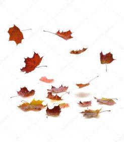 Stáhnout - Podzim padající listy s stín na bílém pozadí — Stock obrázek