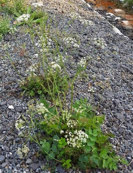 Bedrník obecný - Pimpinella saxifraga 2