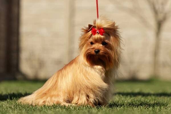 Psi ( Кобели )(Males) | Chovatelská stanice Little Golden Lion