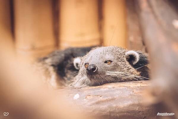 Ostravská ZOO a nový objektiv SAMYANG – FLOG | JAN DVOJAN – osobní blog, fotografie, grafika, lifestyle | rodinny-fotograf.cz
