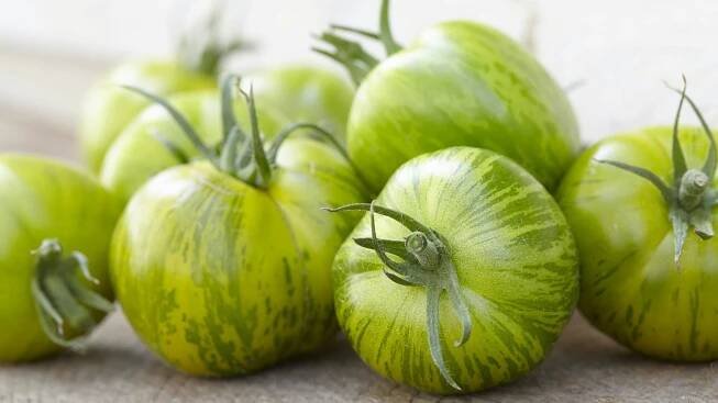 Zelená rajčata odrůdy „Green zebra“