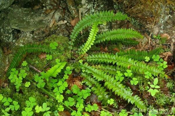 Kapradina hrálovitá - Polystichum lonchitis