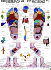 Rudiger Anatomie Reflexní zóny na nohou
