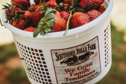 close up shot of a Southern Belle Farm Strawberry bucket