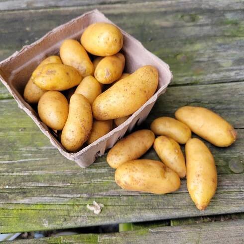 - 1.5 lb. fingerling potatoes - Windswept Farm