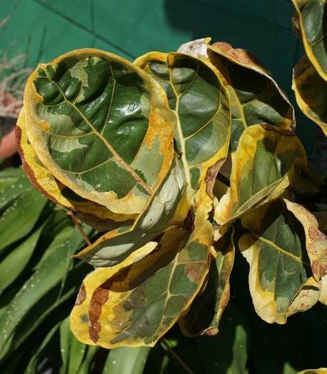 Ficus lyreate: vlastnosti péče doma