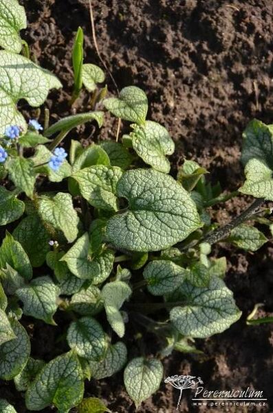 Brunnera macrophylla 'Jack Frost' | Perennicullum