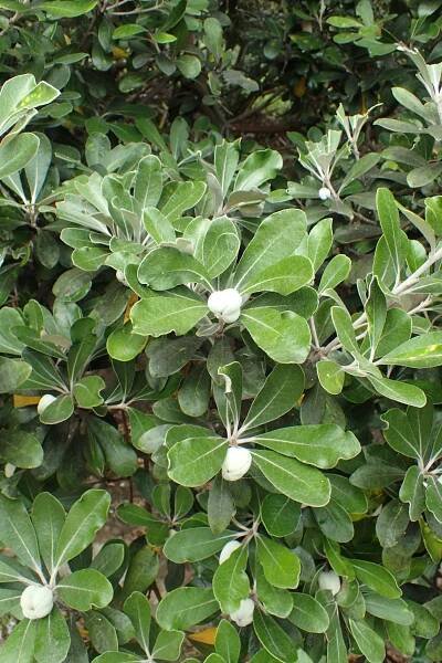 Soubor:Pittosporum crassifolium kz4.jpg
