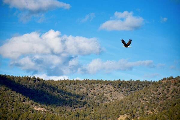 After Oregon Standoff, Birding Is Back