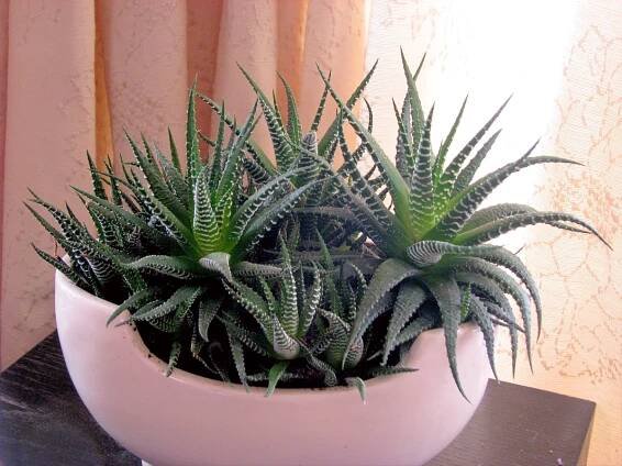 Haworthia fasciata en interior sin humedad