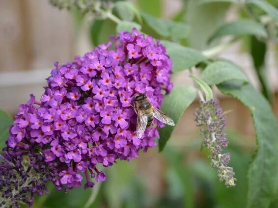 Komule  | Tibetský šeřík | Buddleja 