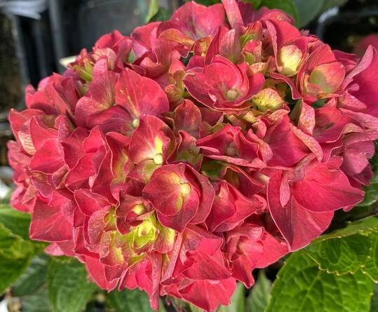 Hydrangea macrophylla 'Ruby Red' - hortenzie velkolistá - Okrasné dřeviny Ing. Milan Žižka