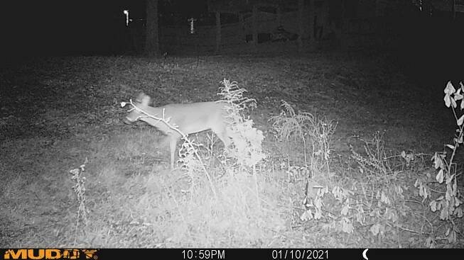 » Deer
