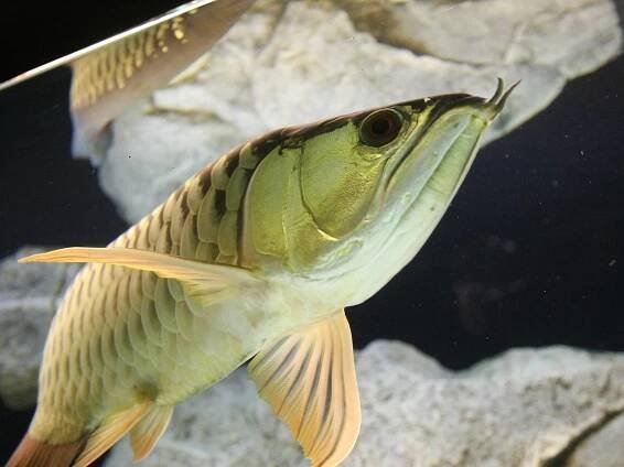 Brněnská zoo přidala sladkovodní ryby. Dostane se i na chobotnici