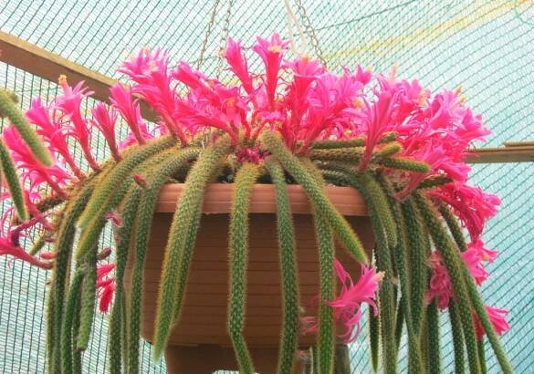 Aporocactus bičovitý (Aporocactus flagelliformis)