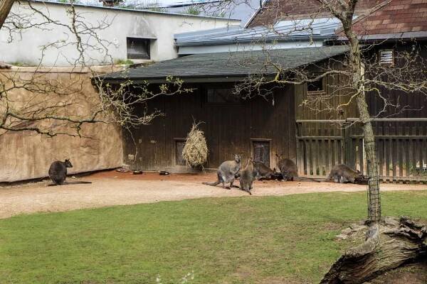 ZOO Hluboká nad Vltavou | Josef "Pepíno" Balek