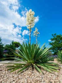 Rostlina Yucca kvete Jak se starat o Yuccu po odkvětu