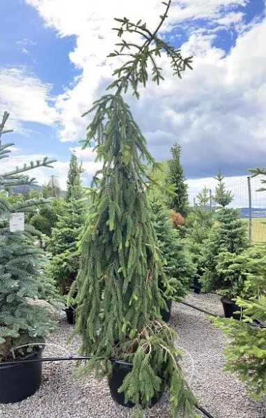 Picea abies ´Inversa´
