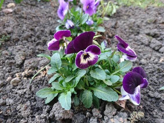 Fotografie pořízená smartphonem Sony Xperia Z5 Premium