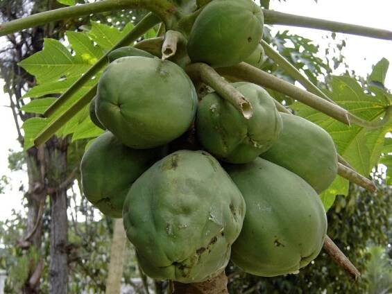 garcinia_mangostana_mangosteen003016.jpg