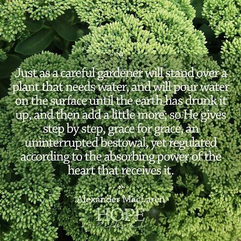 "Just as a careful gardener will stand over a plant that needs water, and will pour water on the surface until the earth has drunk it up, and then add a little more; so He gives step by step, grace for grace, an uninterrupted bestowal, yet regulated according to the absorbing power of the heart that receives it." Alexander MacLaren | Read more on hopereflected.com