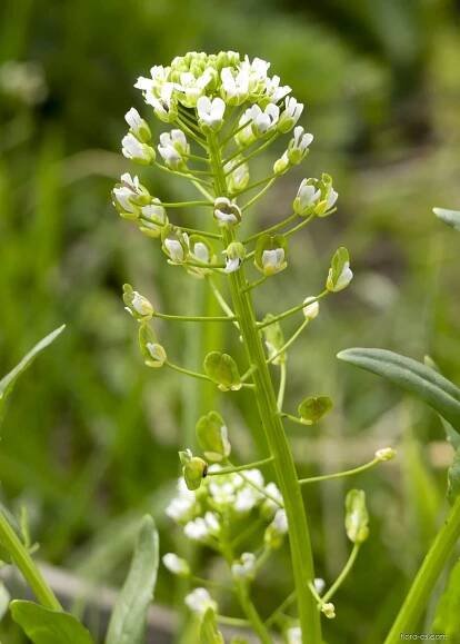 Penízek prorostlý (Microthlaspi perfoliatum)