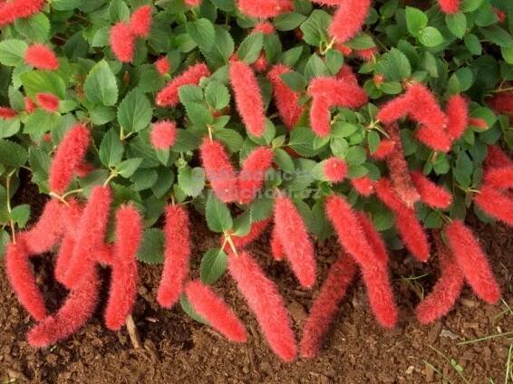 Acalypha 1