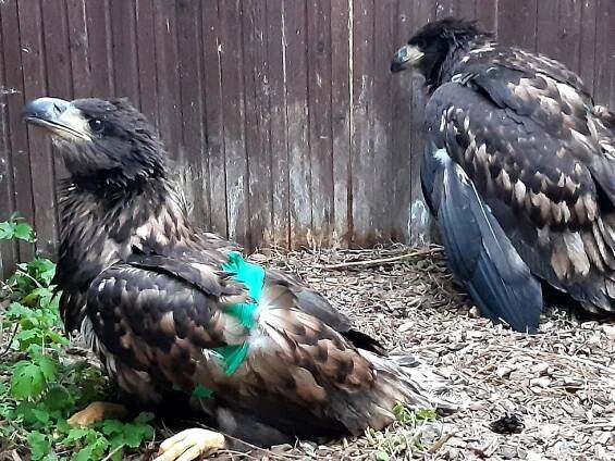 Kriticky ohrožení orli: Mláďata ztratila hnízdo, rodiče a jsou zraněná