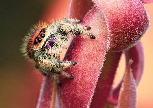 Skákavka královská - phidippus regius Everglades, phidippus regius Bahamas