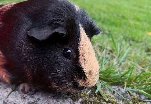 Tiere - VIER PFOTEN - Stiftung für Tierschutz in Deutschland