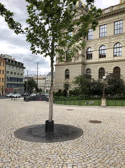 Stromy jako „slepice v kleci“ rozhádaly experty. Praha má problém s péčí o zeleň