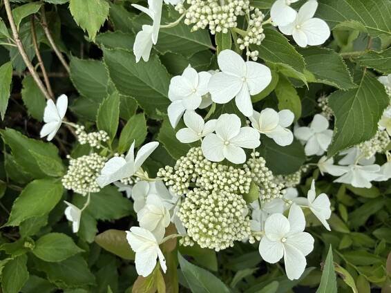 Hortenzie latnatá 'Levana'