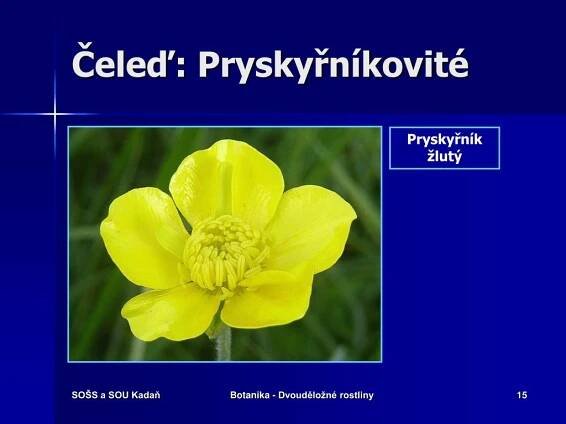 PPT - BOTANIKA ROSTLINY DVOUDĚLOŽNÉ PowerPoint Presentation, free download - ID:4914097