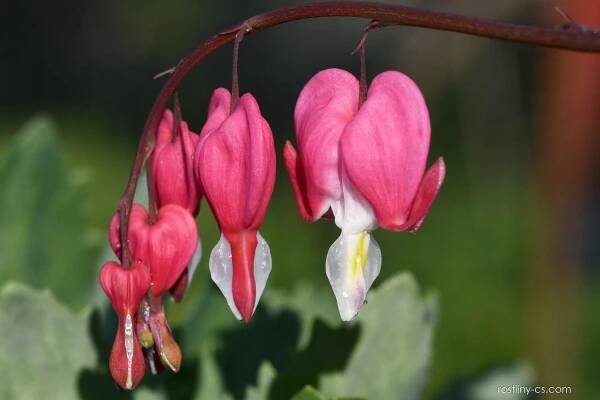 Srdcovka nádherná (Lamprocapnos spectabilis)