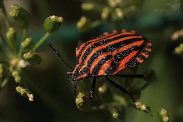Shield bug / kněžice pásovaná (Graphosoma lineatum)