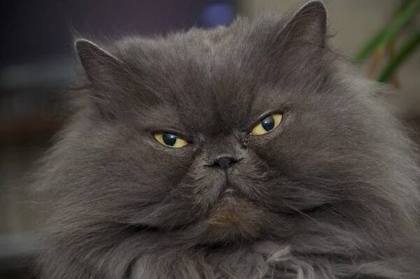 230 Persian Cat Names: Explore Names Fit for Feline Royalty