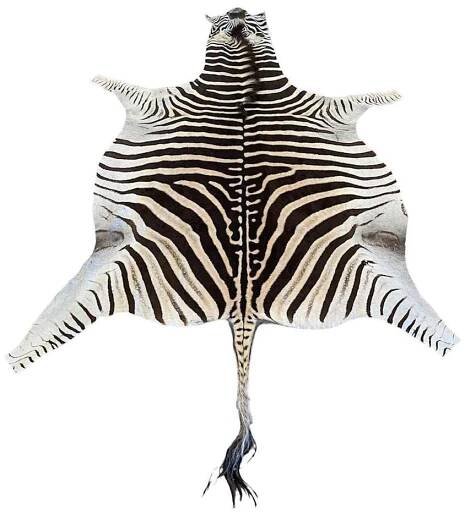 zebra hide price