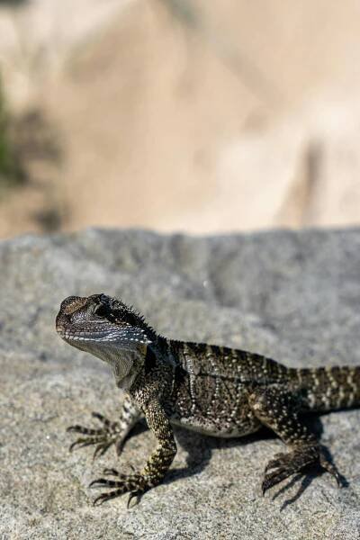 bezplatná Základová fotografie zdarma na téma agama vodní, austrálie, basking Základová fotografie
