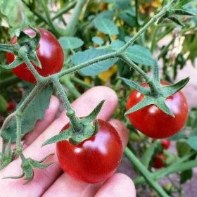 Nejlepší, poddimenzované, sladké a jiné odrůdy cherry rajčat pro skleníky