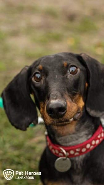 Alfie: Král všech párečků! – Pet Heroes Lanškroun
