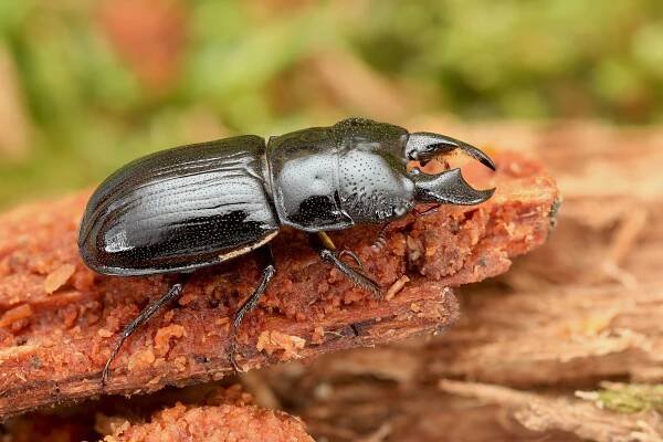 Ceruchus chrysomelinus 