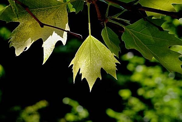Platan javorolistý - Platanus acerifolia, Platanus hispanica