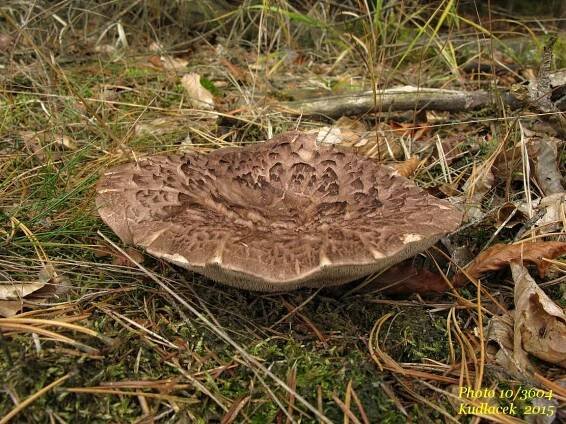 Lošák šupinatý - Sarcodon squamosus - Kudluv fotoatlas hub