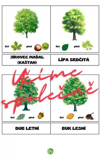 Listnaté a jehličnaté stromy - Přírodověda | UčiteléUčitelům.cz