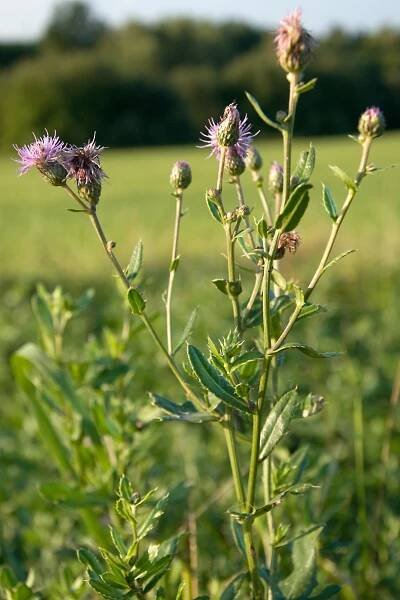 Pcháč rolní (Cirsium arvense)