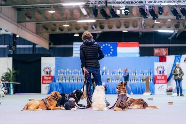 107th & 108th International Dog Shows @ LUXEXPO THEBOX