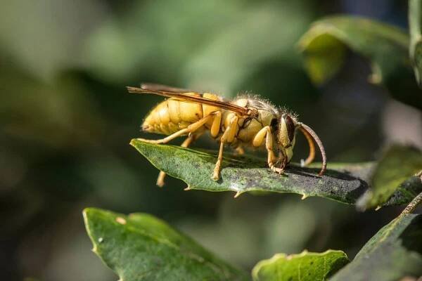 Vespa bicolor (Zdroj: Shutterstock)