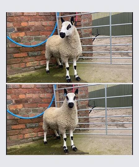 Sheep For Sale – Kerry Hill Sheep Society