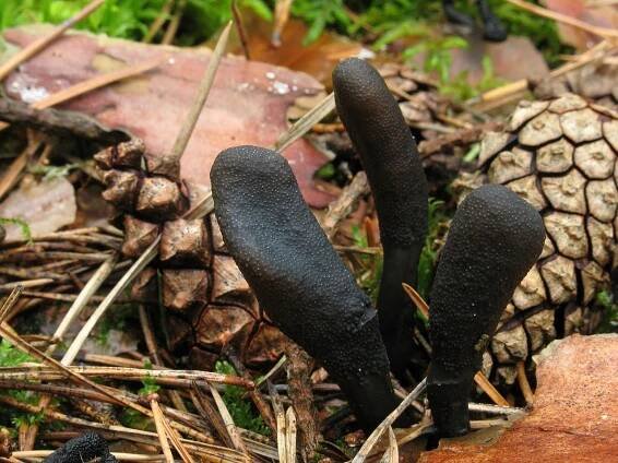 Sordariomycetes - tvrdohouby - myko.cz